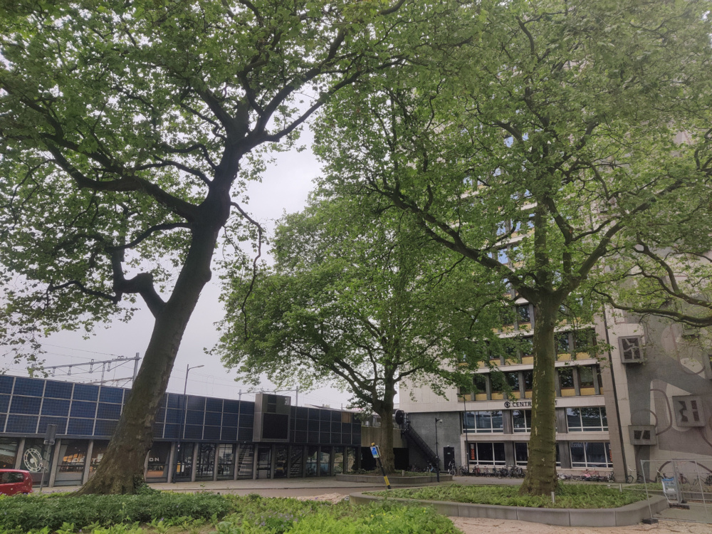 Verplaatste Platanen achter CS Rotterdam