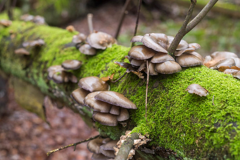 Stam met paddestoelen Eckart