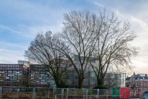 monumentale bomen aan de vonderweg eindhoven